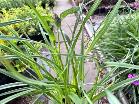 Trzykrotka wirginijska 'Concord Grape' Tradescantia virginiana Doniczka 2L
