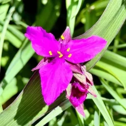 Trzykrotka wirginijska 'Concord Grape' Tradescantia virginiana Doniczka 2L