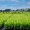 Tuja BRABANT 50-70cm Wysoka Sadzonka Na Żywopłot Drzewko