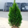 Tuja BRABANT 180-200cm Wysoka Sadzonka Na Żywopłot Drzewko DOSTAWA GRATIS