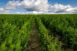 Tuja BRABANT 180-200cm Wysoka Sadzonka Na Żywopłot Drzewko DOSTAWA GRATIS