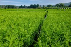 Tuja BRABANT 180-200cm Wysoka Sadzonka Na Żywopłot Drzewko DOSTAWA GRATIS