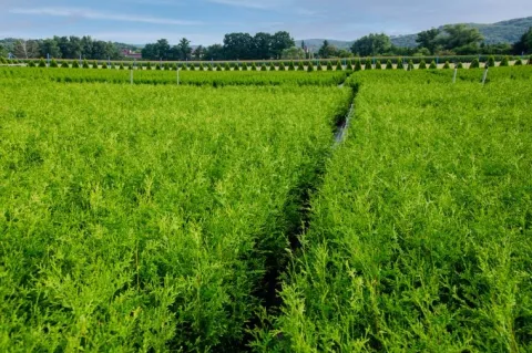 Tuja BRABANT 180-200cm Wysoka Sadzonka Na Żywopłot Drzewko DOSTAWA GRATIS