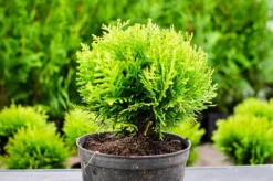 Tuja DANICA 8-15cm Piękna Zielona Kulka Do Ogrodu