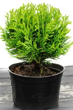 Tuja DANICA 8-15cm Piękna Zielona Kulka Do Ogrodu