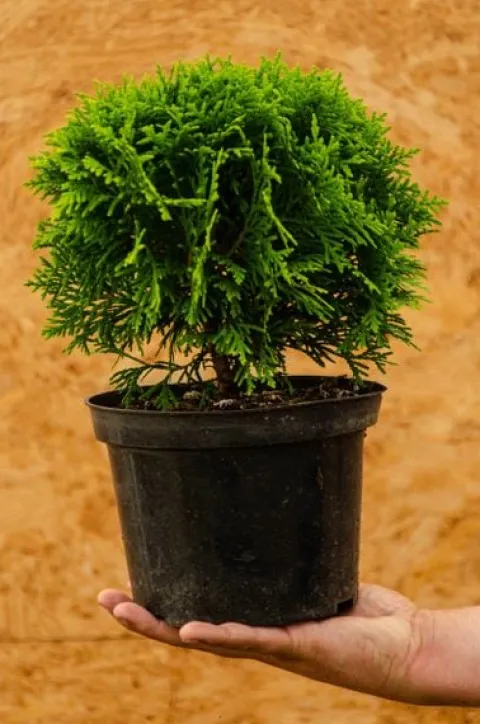 Tuja DANICA 8-15cm Piękna Zielona Kulka Do Ogrodu
