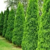 Tuja SZMARAGD 200-220cm Najlepsza Sadzonka Na Żywopłot DARMOWA DOSTAWA