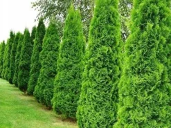 Tuja SZMARAGD 200-220cm Najlepsza Sadzonka Na Żywopłot DARMOWA DOSTAWA