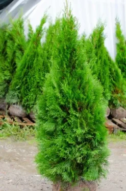 Tuja SZMARAGD 180-200cm Najlepsza Sadzonka Na Żywopłot DARMOWA DOSTAWA