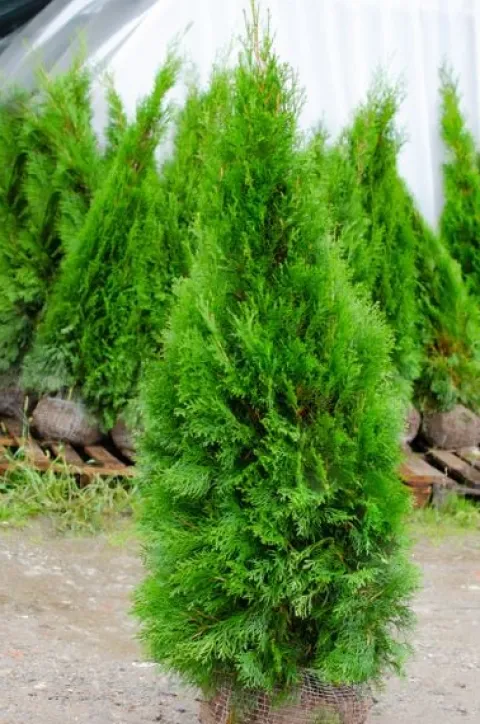 Tuja SZMARAGD 180-200cm Najlepsza Sadzonka Na Żywopłot DARMOWA DOSTAWA