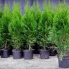 Tuja SZMARAGD 2L 60-80cm Najlepsza Sadzonka Na Żywopłot Drzewko