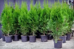 Tuja SZMARAGD 2L 60-80cm Najlepsza Sadzonka Na Żywopłot Drzewko