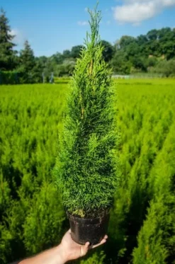 Tuja SZMARAGD 2L 60-80cm Najlepsza Sadzonka Na Żywopłot Drzewko