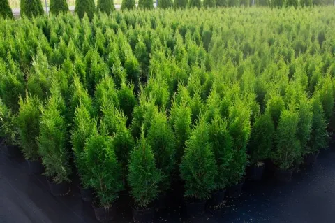 Tuja SZMARAGD 2L 60-80cm Najlepsza Sadzonka Na Żywopłot Drzewko