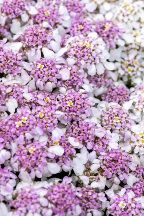Ubiorek wieczniezielony Pink Ice - Iberis sempervirens