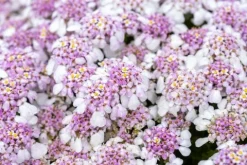 Ubiorek wieczniezielony Pink Ice - Iberis sempervirens