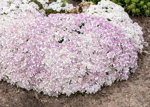 Ubiorek wieczniezielony Pink Ice - Iberis sempervirens