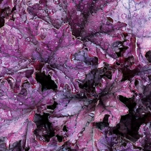 Żurawka FOREVER PURPLE Intensywnie fioletowa Błyszczące liście Sadzonki 1L