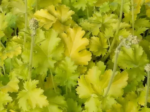 Żurawka LIME RICKEY Zółta Gęste niewysokie kępy Sadzonki w doniczkach 2L
