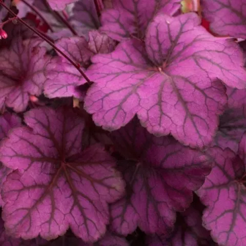 Żurawka WILD ROSE Unikalny kolor Różowo-fioletowa Sadzonki w doniczkach 2L