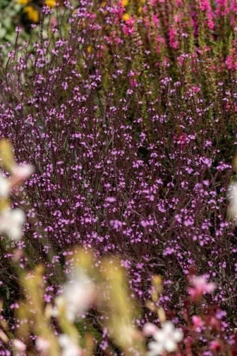 Werbena patagońska Bampton - Verbena officinalis