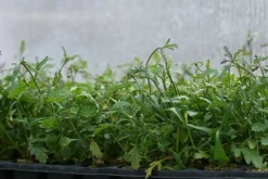 Werbena patagońska Bampton - Verbena officinalis