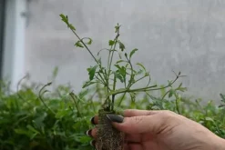 Werbena patagońska Bampton - Verbena officinalis