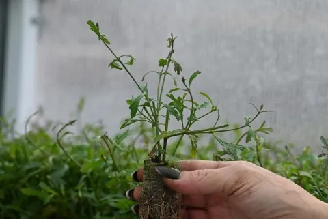Werbena patagońska Bampton - Verbena officinalis