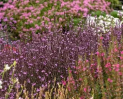 Werbena patagońska Bampton - Verbena officinalis