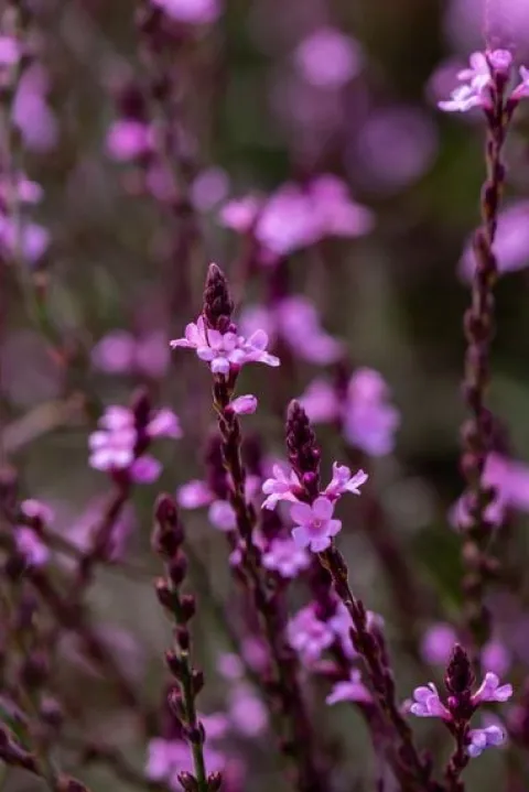 Werbena patagońska Bampton - Verbena officinalis