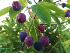 Świdośliwa Lamarcka (Amelanchier) w doniczkach 1,25-2 L wysokość 100-120 cm