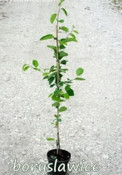 Świdośliwa Lamarcka (Amelanchier) w doniczkach 1,25-2 L wysokość 100-120 cm