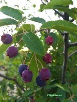 Świdośliwa Lamarcka (Amelanchier) w doniczkach 1,25-2 L wysokość 100-120 cm