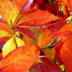 Winobluszcz pięciolistkowy (Parthenocissus) w doniczkach P11, 40-60 cm