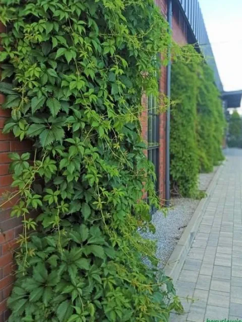 Winobluszcz pięciolistkowy (Parthenocissus) w doniczkach P11, 40-60 cm