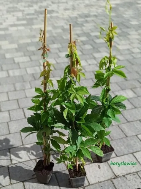 Winobluszcz pięciolistkowy (Parthenocissus) w doniczkach P11, 40-60 cm