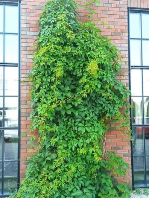Winobluszcz pięciolistkowy (Parthenocissus) w doniczkach P11, 40-60 cm