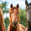 Witaminy dla koni Horsemix Universal DOLFOS