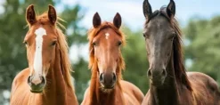 Witaminy dla koni Horsemix Universal DOLFOS