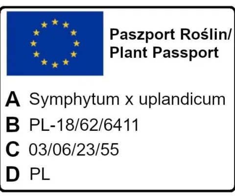 Żywokost rosyjski (odmiana Bocking-14) sadzonki